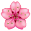 🌸 Bunga Sakura Whatsapp