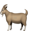 🐐 Kambing Apple