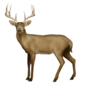 🦌 Rusa Emojipedia