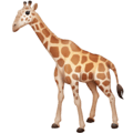🦒 Jerapah Facebook