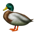 🦆 Bebek Emojipedia