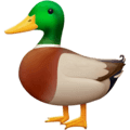 🦆 Bebek Facebook