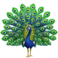 🦚 Merak Apple