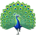 🦚 Merak Facebook