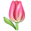 🌷 Tulip WhatsApp
