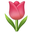 🌷 Tulip Samsung