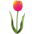 🌷 Tulip
